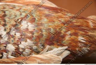 bird feathers 0003